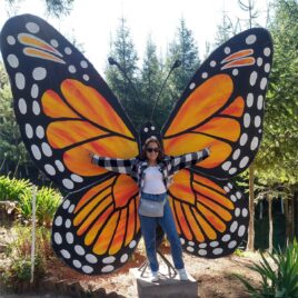 Mariposas monarca<br>25 Enero 2026