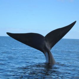 Avistamiento de ballenas<br>Febrero 2024