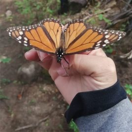 Mariposas monarca<br>Marzo 2024